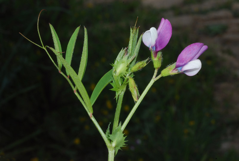 Vicia bithynica / Veccia dentellata